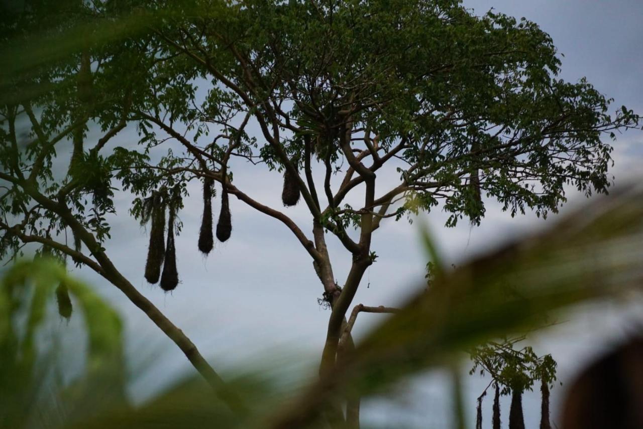 Bewak CR Hotel Tortuguero Bagian luar foto