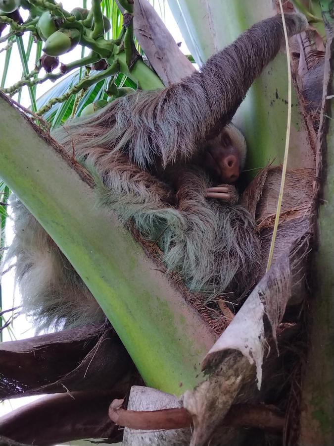 Bewak CR Hotel Tortuguero Bagian luar foto