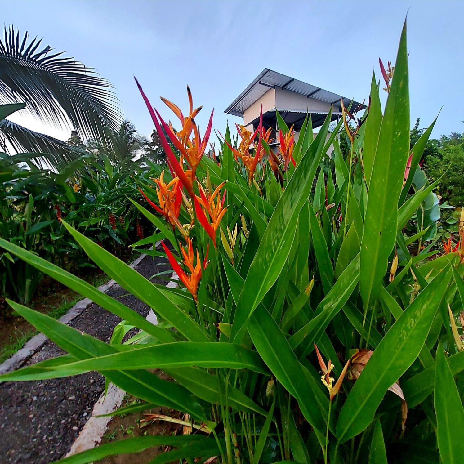 Bewak CR Hotel Tortuguero Bagian luar foto