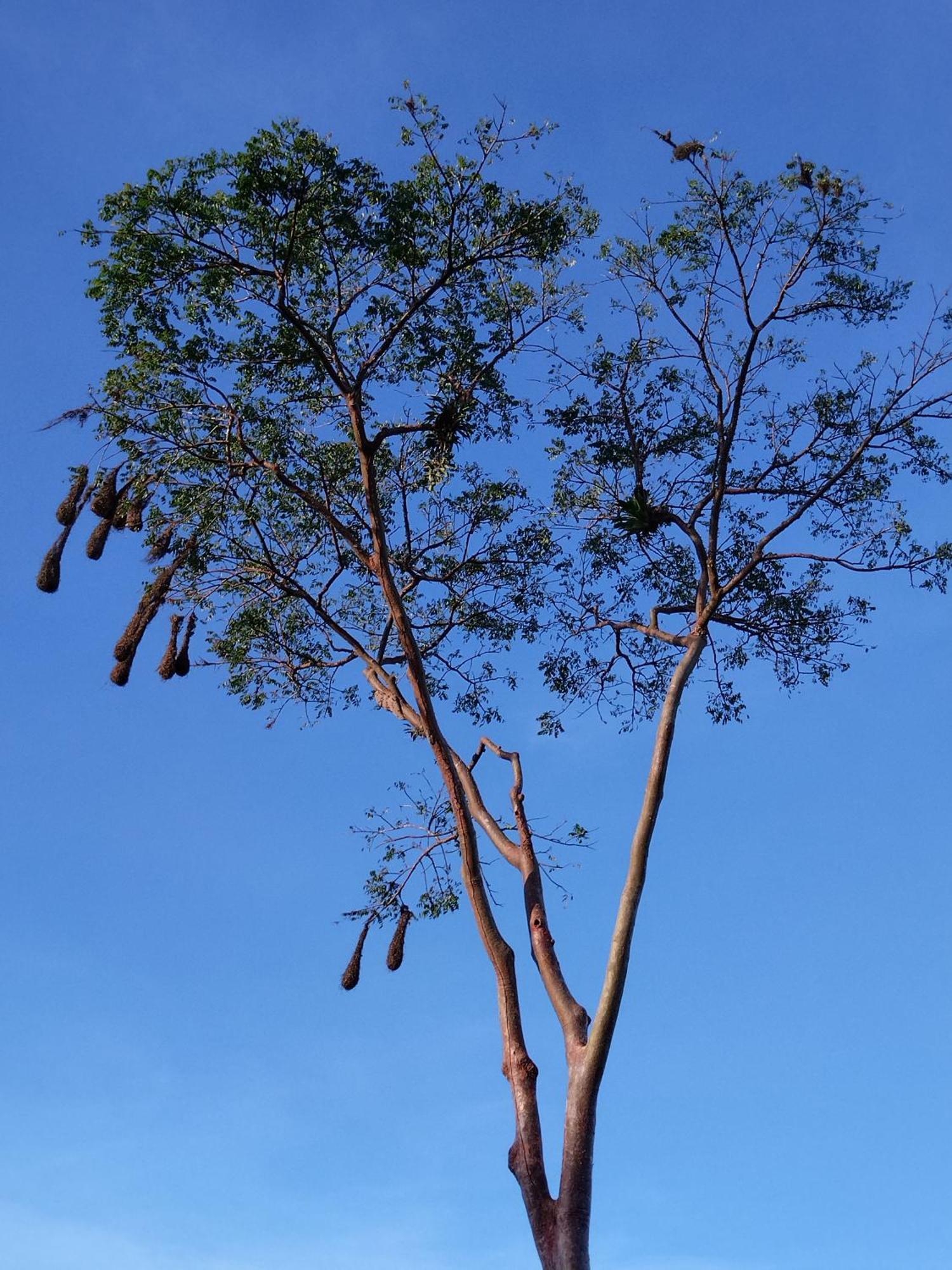 Bewak CR Hotel Tortuguero Bagian luar foto