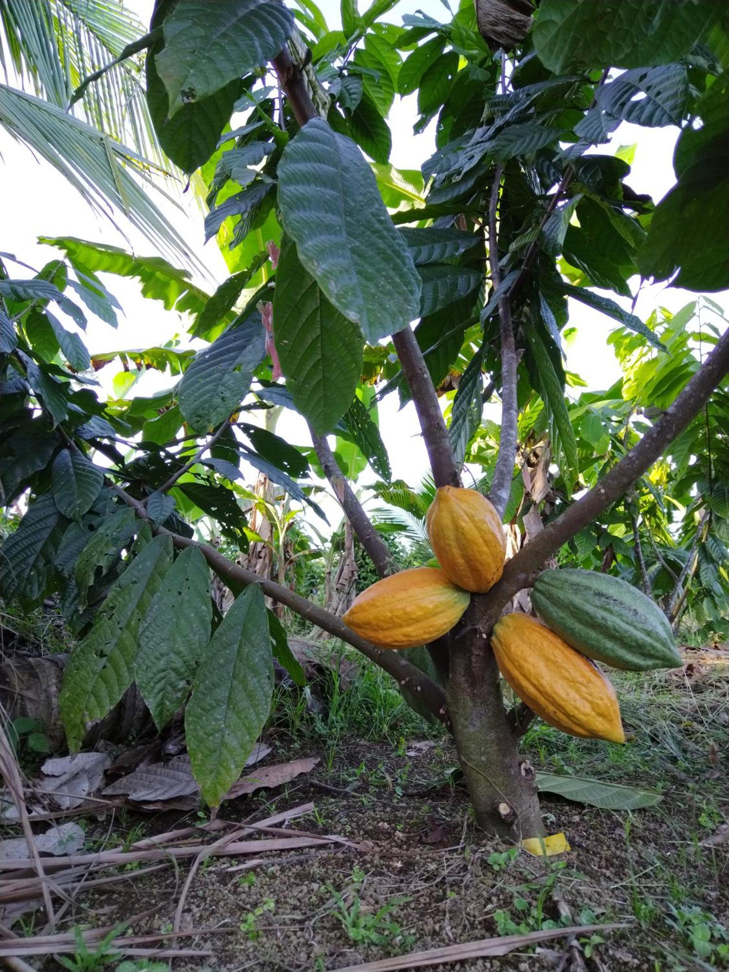 Bewak CR Hotel Tortuguero Bagian luar foto
