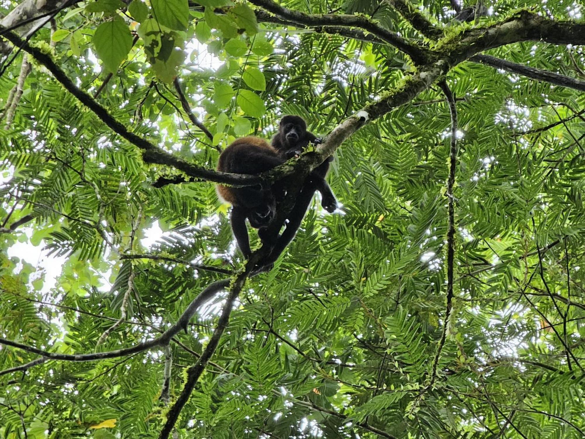 Bewak CR Hotel Tortuguero Bagian luar foto